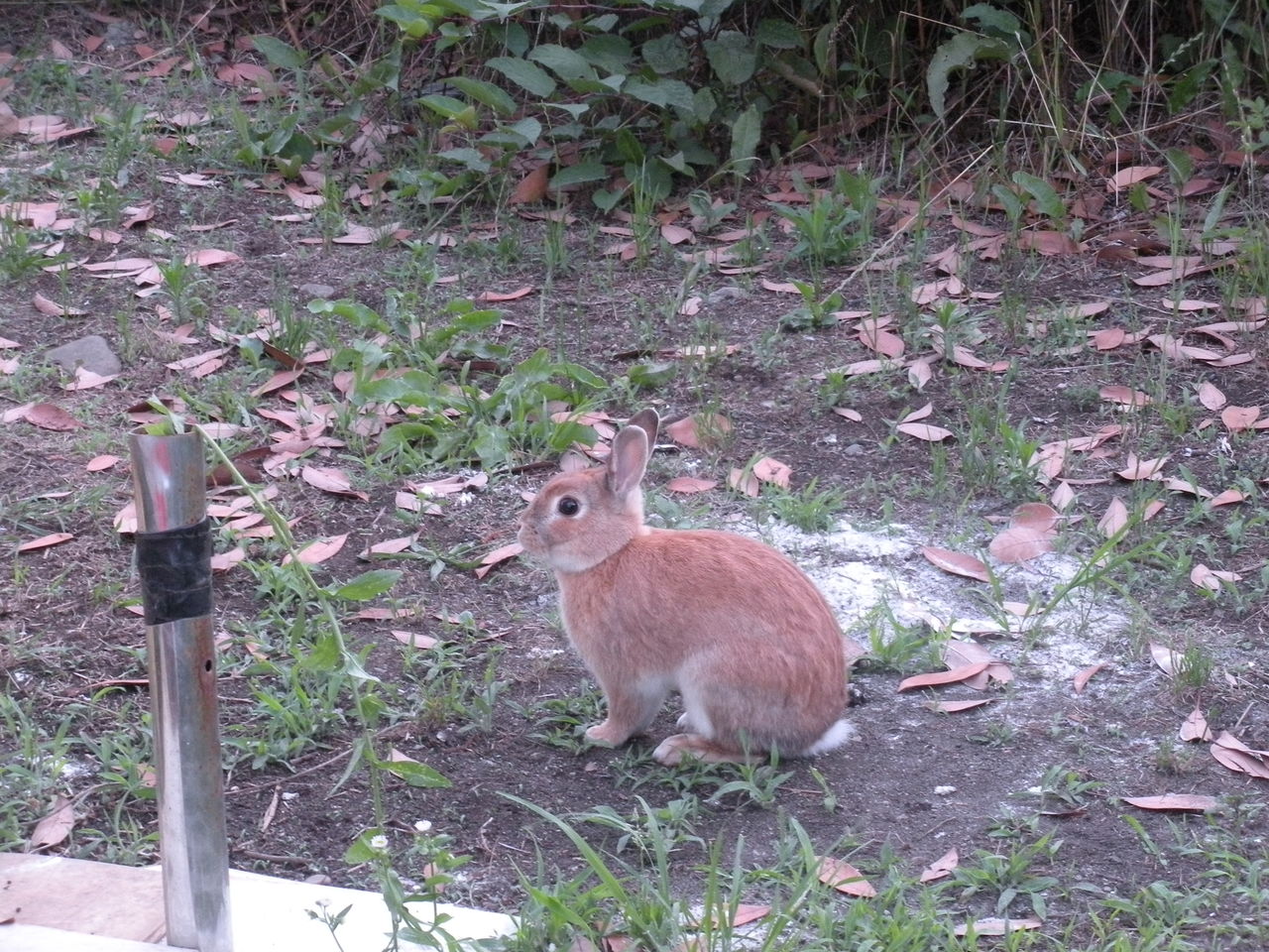 うさぎ 捕獲失敗 散歩エブリディ うさぎ 捕獲失敗 散歩エブリディ