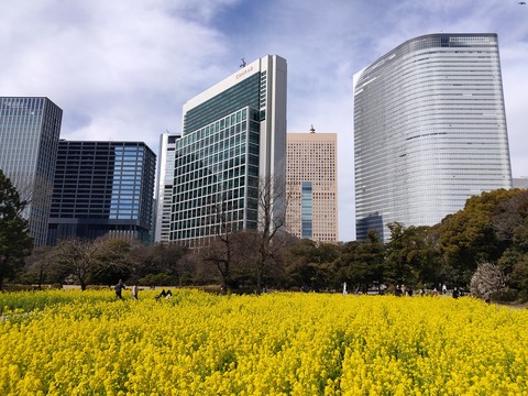 梅と菜の花　浜離宮恩賜庭園