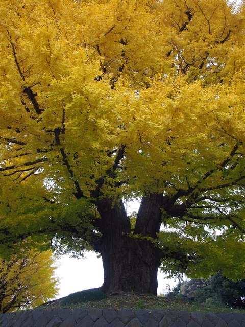 北の丸公園の紅葉