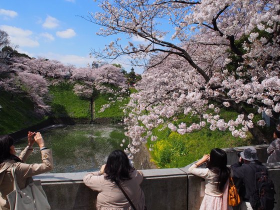 千鳥ケ淵の桜