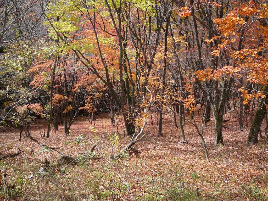 せっかくなので群馬の田舎の風景を