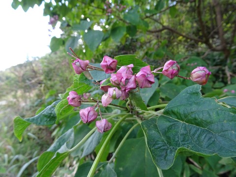 DSC04669