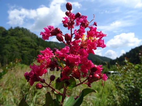 DSC04213