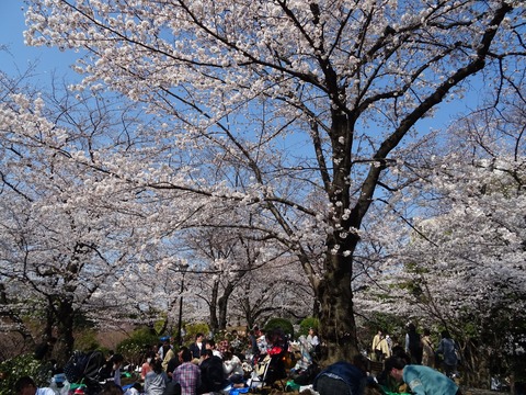 桜、墨田川、隅田公園