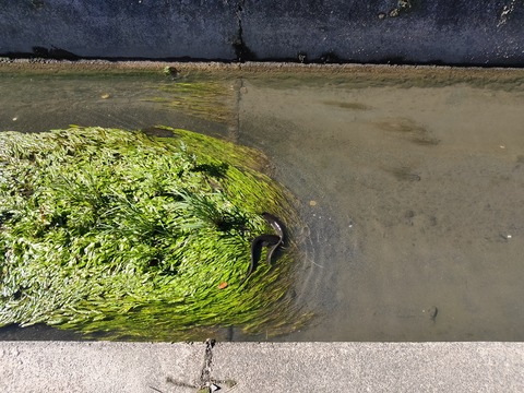 街中の水路のナマズ