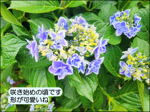 2607yaji03