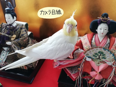2003okame02