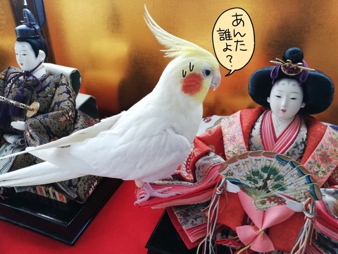 2003okame01