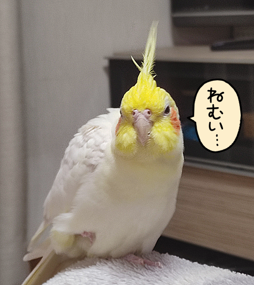 もふもふ日和 オカメインコ 絵日記でございます Powered By ライブドアブログ もふもふ日和 オカメインコ 絵日記でございます Powered By ライブドアブログ