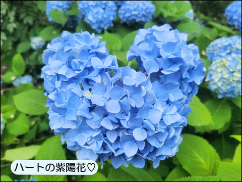 2607yaji02