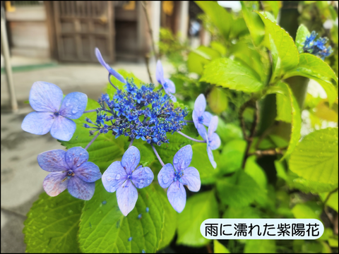 2607yaji04