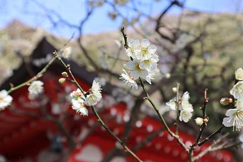 2002kamakura09