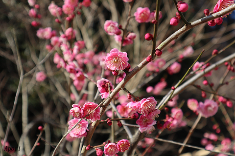 2002kamakura14