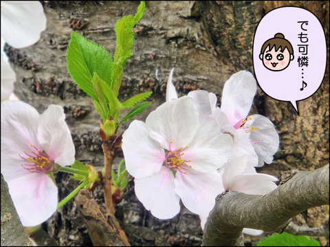 2604vsakura04