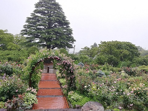 1906hakone05