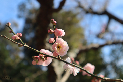 2002kamakura08