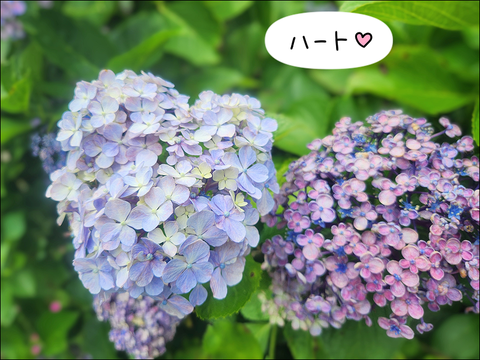 2406caji02