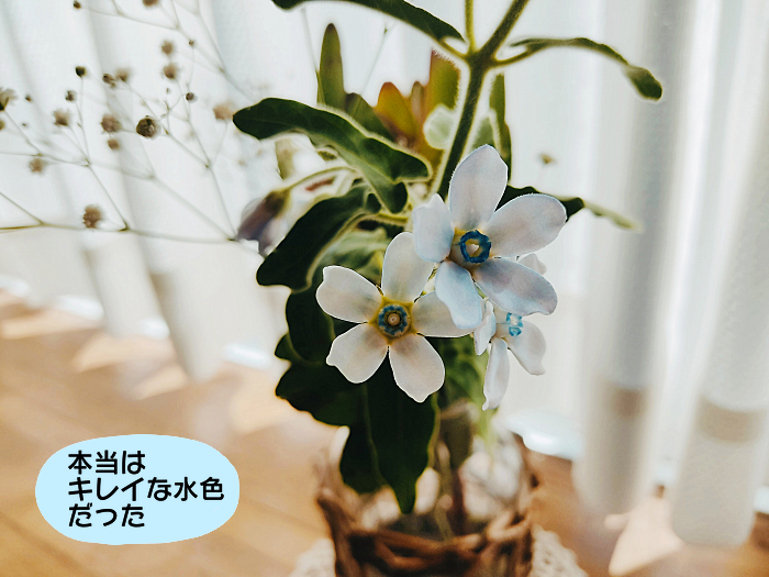 かすみ草は強し 絵日記でございます Powered By ライブドアブログ