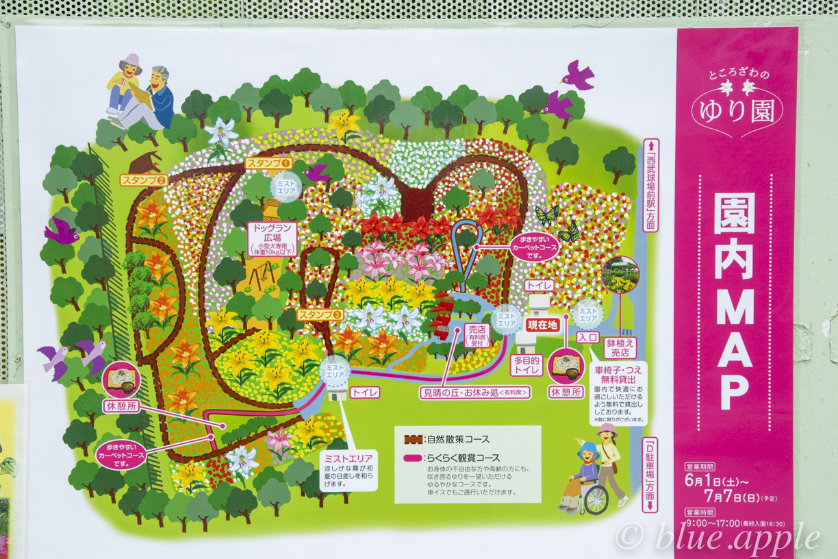 ユリが見頃 所沢ゆり園 Blue Appleのblog