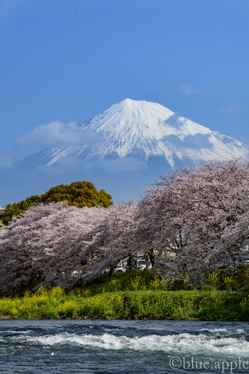 富士山と桜 潤井川 龍厳淵 Blue Appleのblog