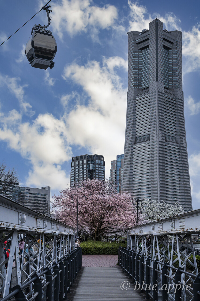 桜 2 横浜 Blue Appleのblog