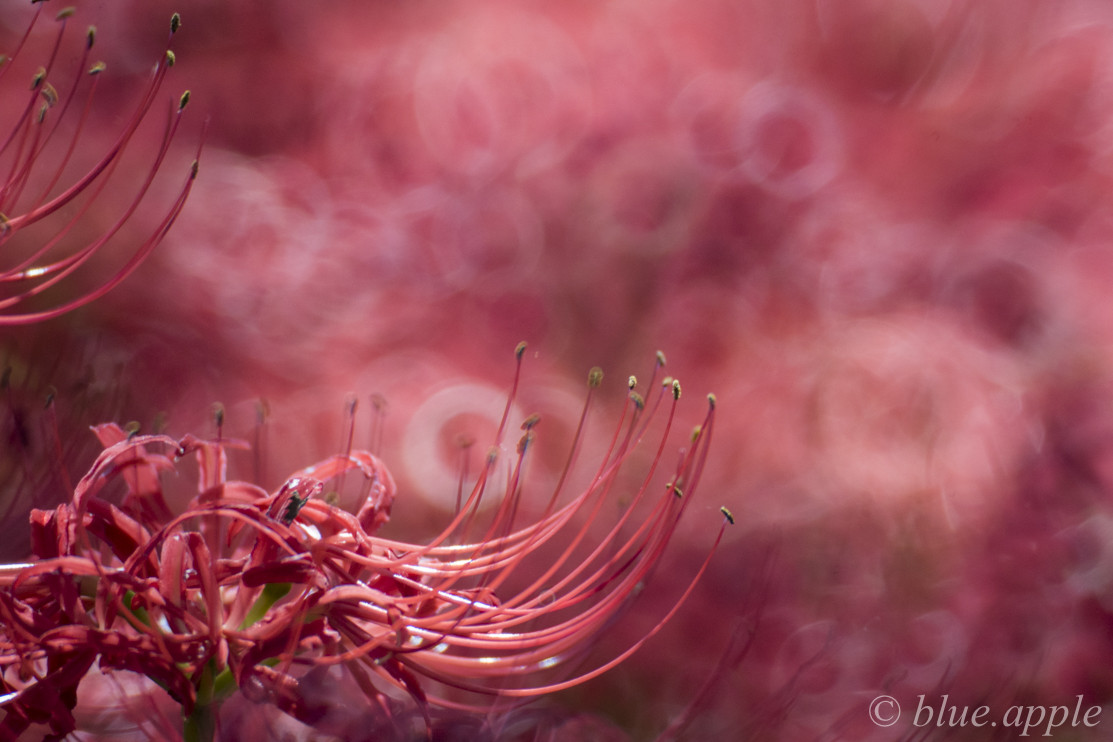 彼岸花 東京 1 Blue Appleのblog 彼岸花 東京 1 Blue Appleのblog