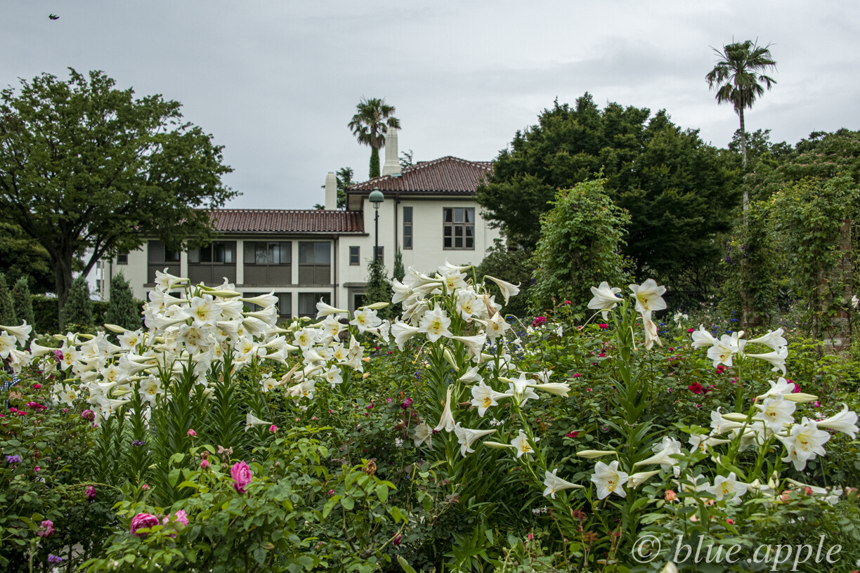 紫陽花 百合 港の見える丘公園 Blue Appleのblog