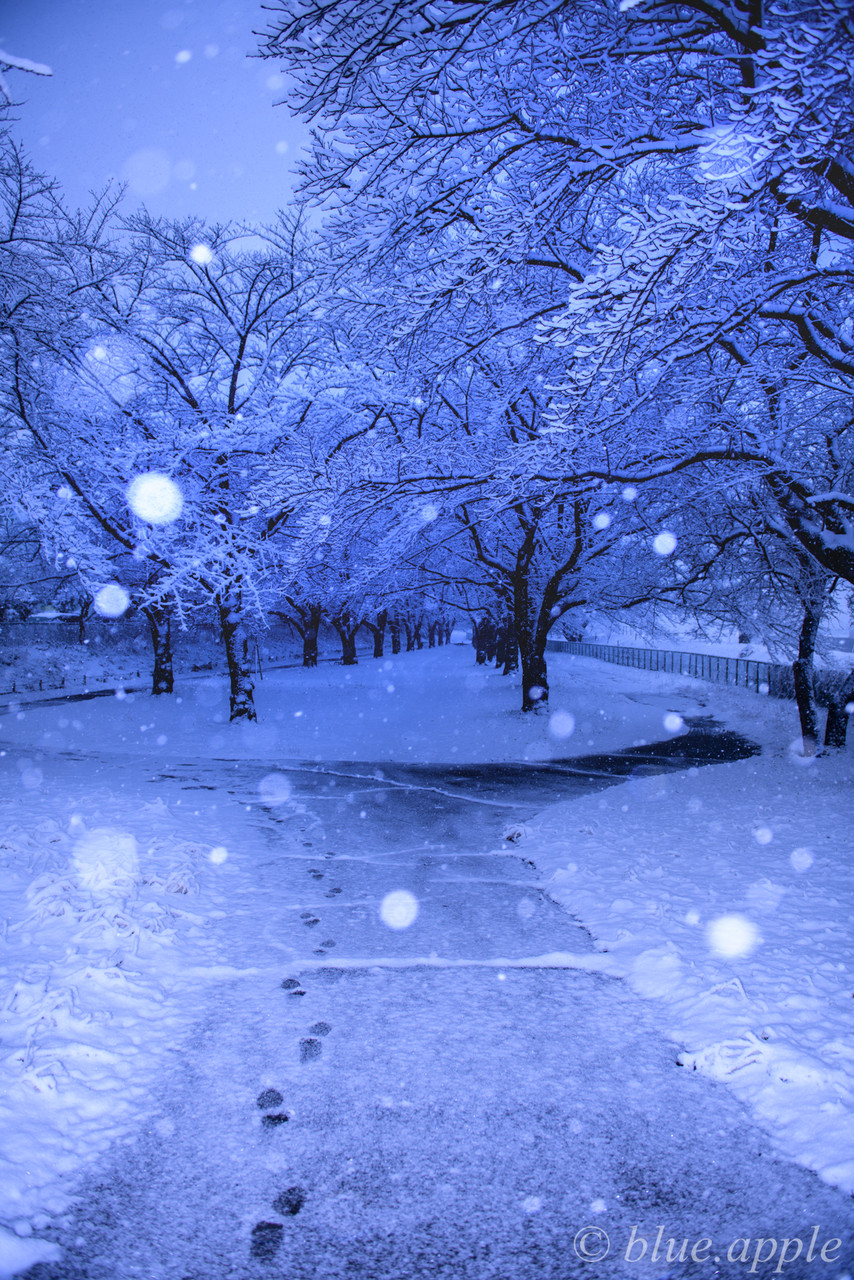 雪景色1 東京 Blue Appleのblog 雪景色1 東京 Blue Appleのblog