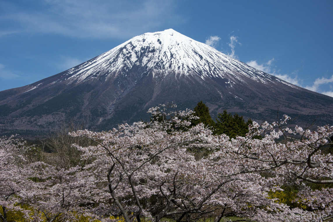 今年の富士山と桜最終回 富士桜自然墓地公園 Blue Appleのblog
