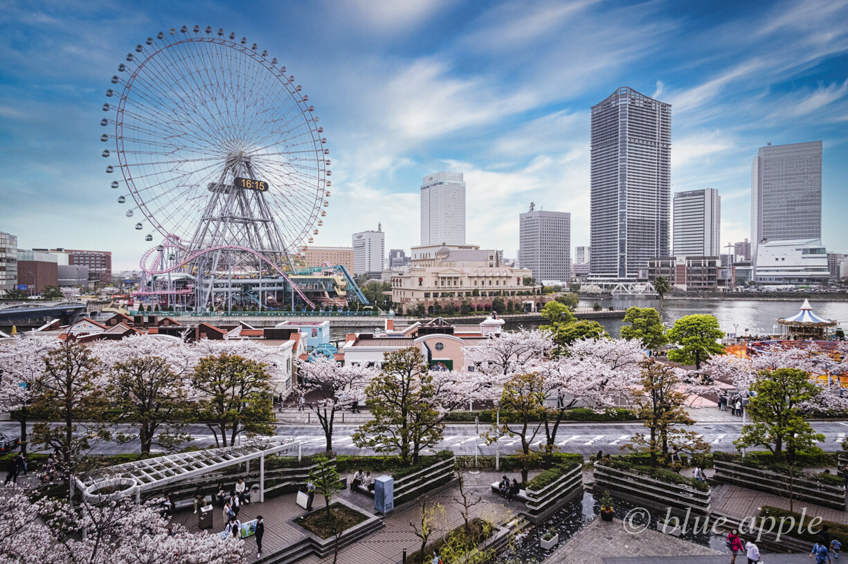 横浜の桜 3 みなとみらい21 Blue Appleのblog