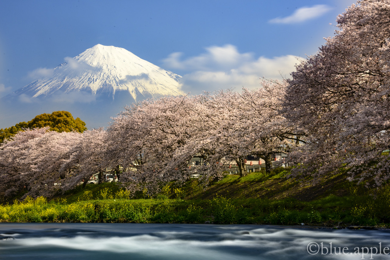 富士山と桜 潤井川 龍厳淵 Blue Appleのblog
