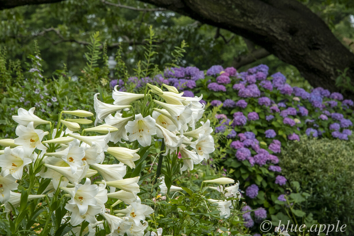 紫陽花 百合 港の見える丘公園 Blue Appleのblog