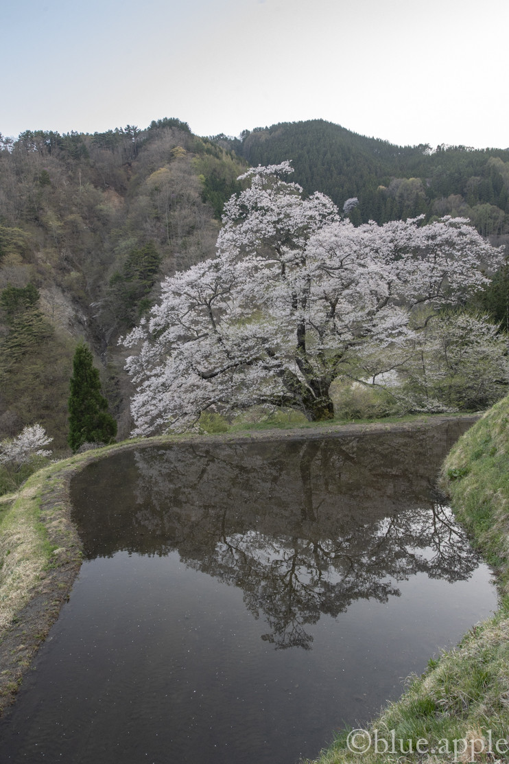 春の信濃路-7＜駒つなぎの桜＞ : blue.appleのblog