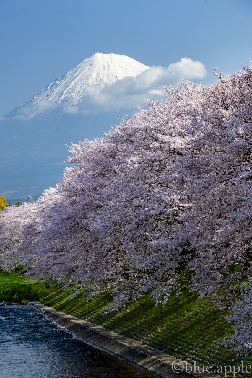富士山と桜 潤井川 龍厳淵 Blue Appleのblog