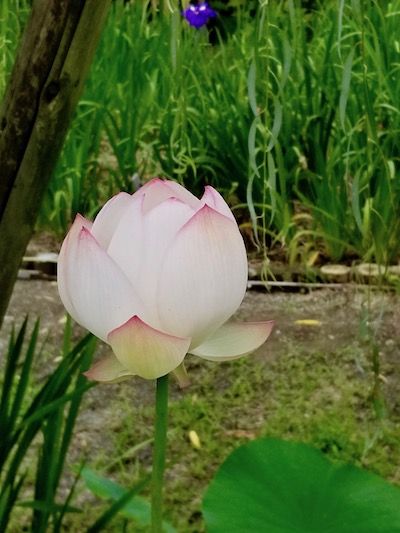 ふわり