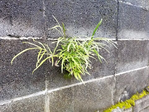 こんな華やかさも
