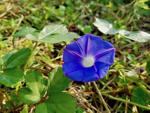 陽を受ける