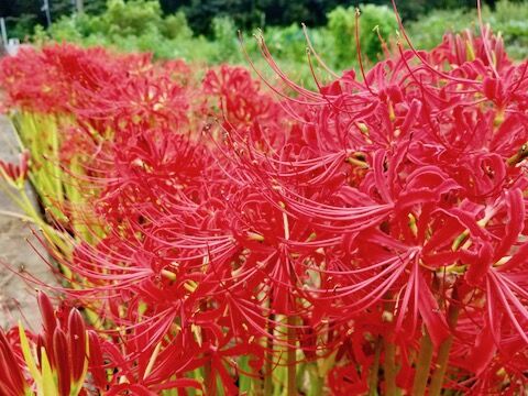 彼岸花