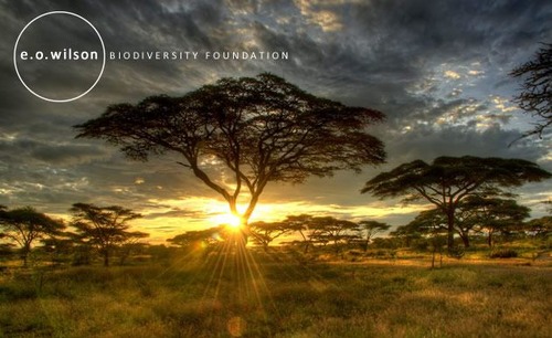 savanna-630x385-white-logo