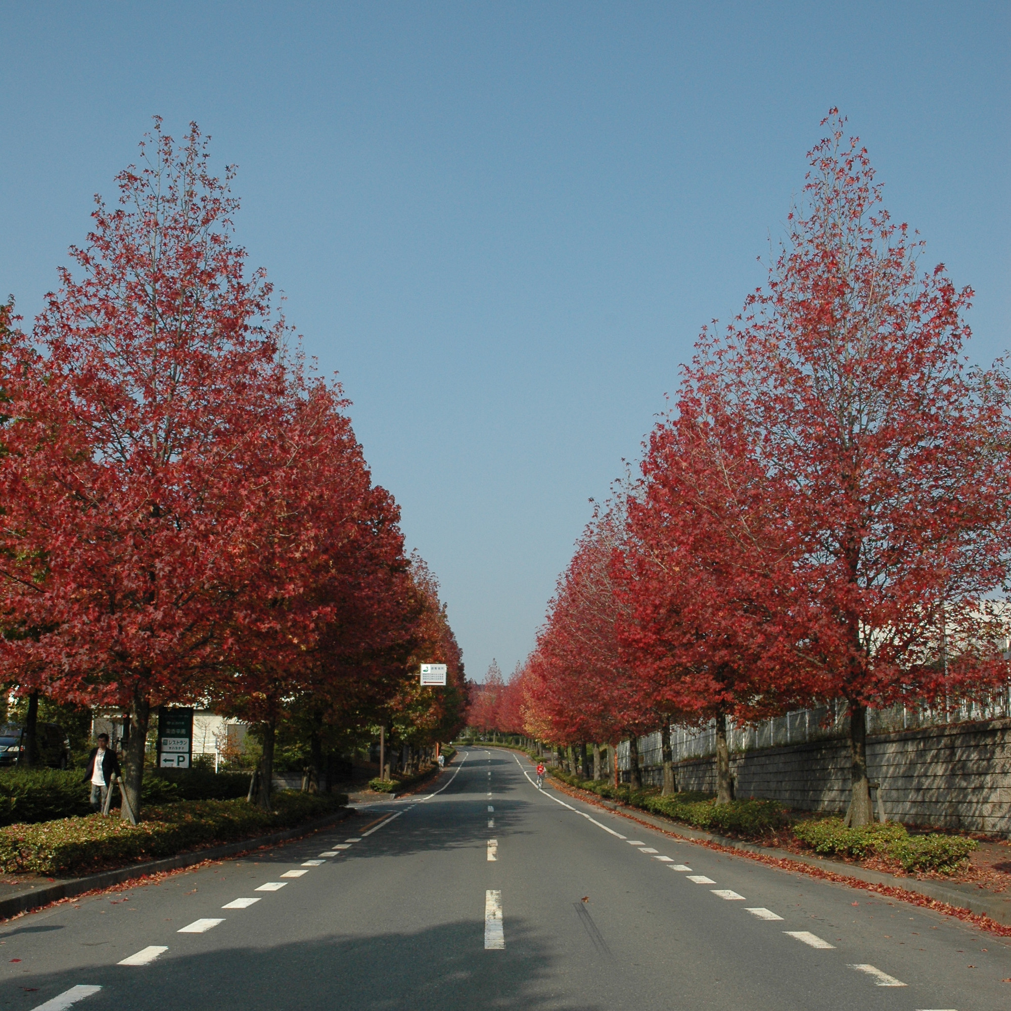 紅葉が素敵な埼玉県飯能市美杉台 いい家 住まいを目指すkenjiの気ままブログ