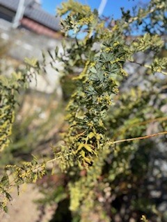 IMG_2683