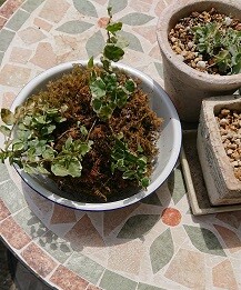 DSCPDC_0003_BURST20210425110452474_COVER