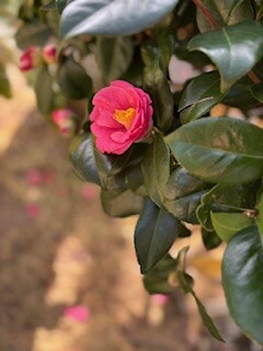 IMG_2579