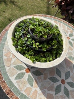IMG_5471