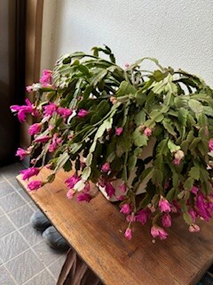 IMG_2132