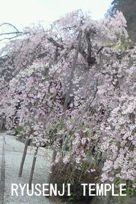 sakura