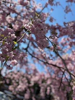 IMG_3003