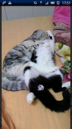 ねこ