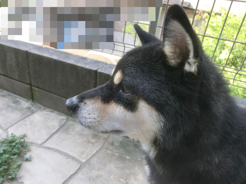 大好きな横顔 黒柴ぽん太 のんびりまったり徒然日記 大好きな横顔 黒柴ぽん太 のんびりまったり徒然日記