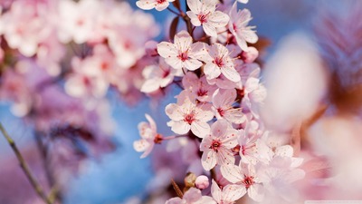 cherry blossom